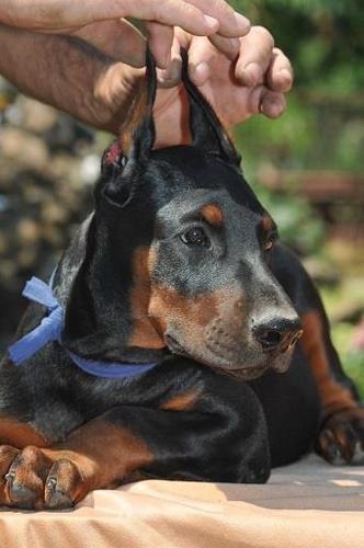 Doberman stenci