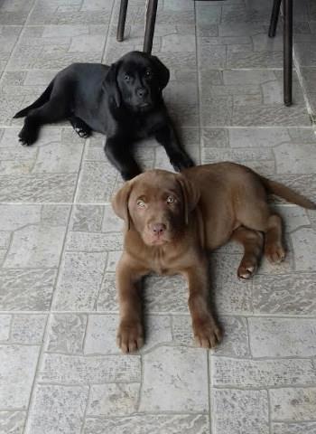 LABRADOR - cna i cokoladna zenka