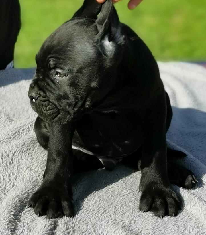 Cane-Corso-VRHUNSKI-štenci