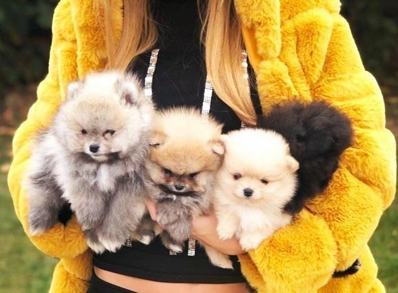 Pomeranski spic, Pomeranac, Boo