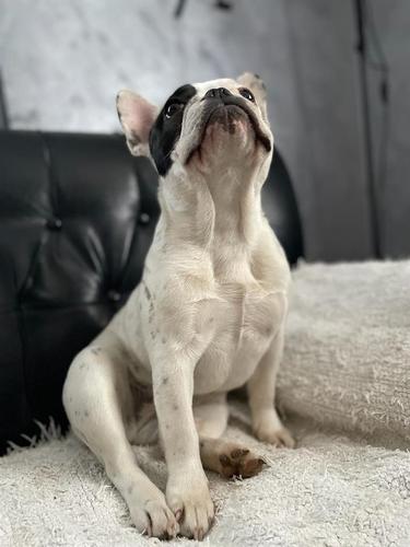 Francuski buldog štene