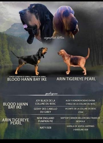 BLOODHOUND (pas Svetog Huberta) stenci