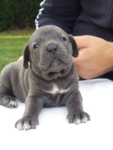 Cane Corso – muški štenci