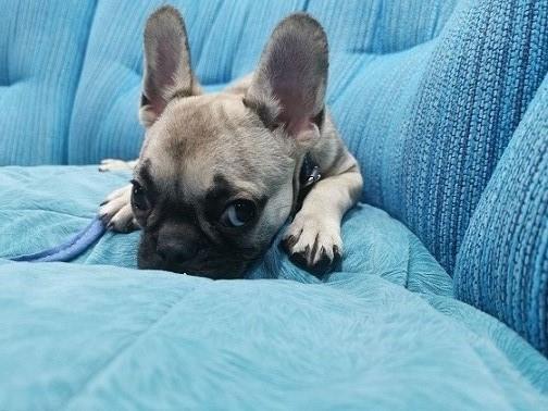 Francuski buldog 