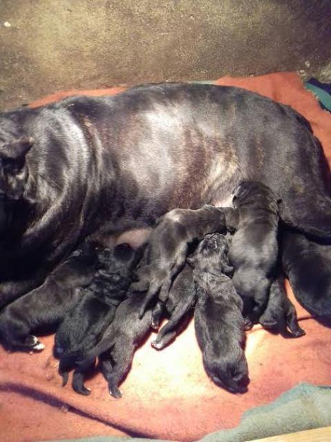 Cane-Corso--štenci-šampionskog-porekla