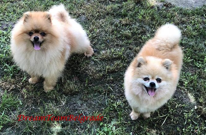 Pomeranski spic
