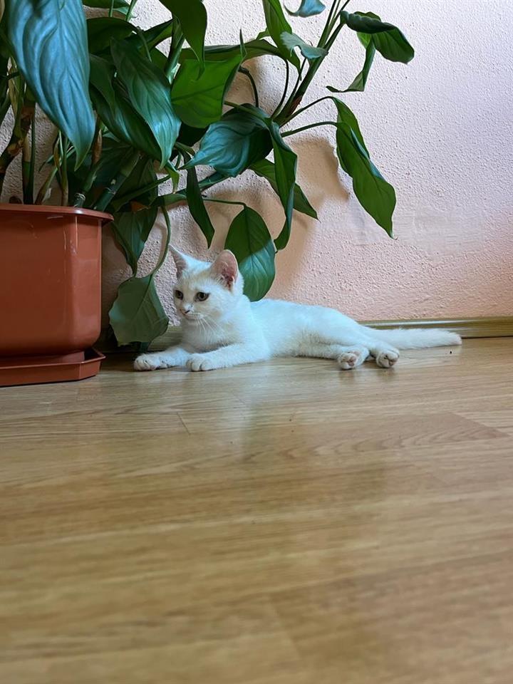 Albino-mačići-