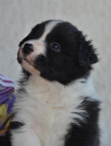 border collie (border koli)