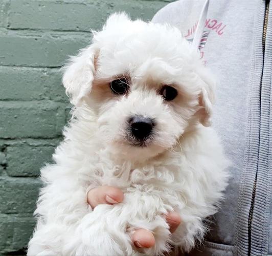 čisto bijeli šišmiši Bichon friz 1 dječak 1 djevoj