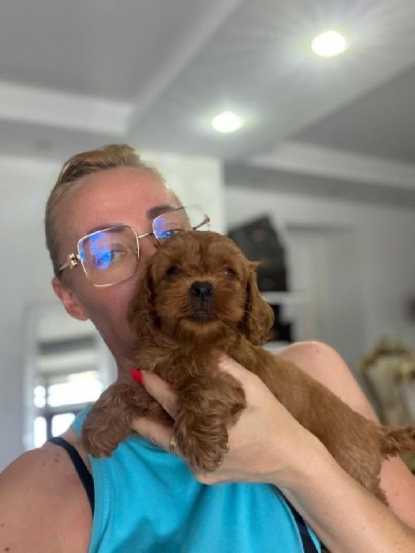 Goldendoodle-prelepi-štenci