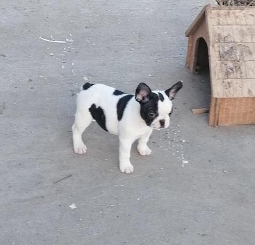 Francuski bulldog vrhunska zenkica