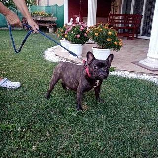 Francuski buldog skotne ženke