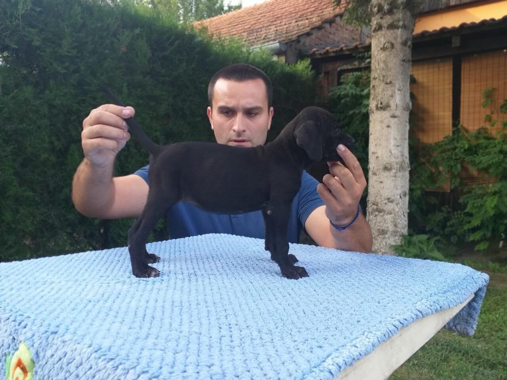 Cane-corso-stenci