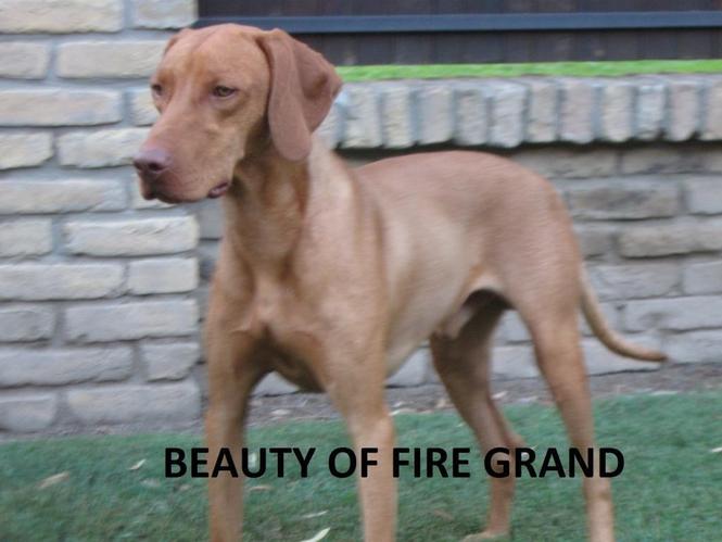 Madjarska vizla kratkodlaka