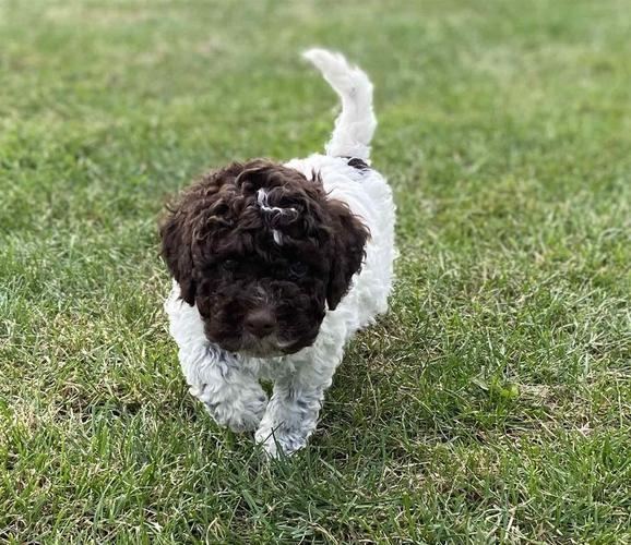 Lagotto Romagnolo - štenci vrhunskog kvaliteta