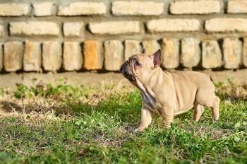 Francuski-buldog-štenci