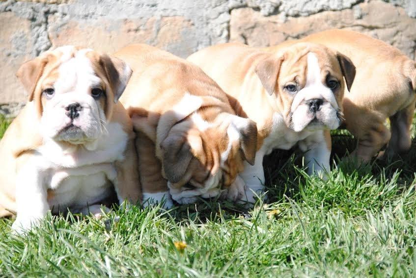 Engleski-buldog--štenad-