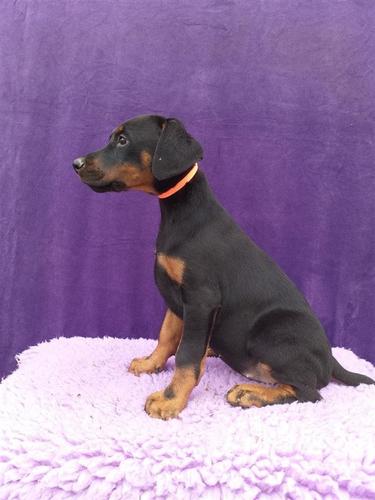 Doberman štenci