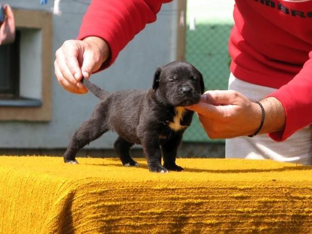 Cane-corso-stenci