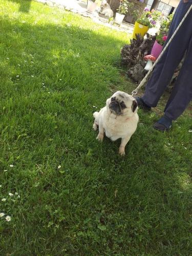 Mops zenka