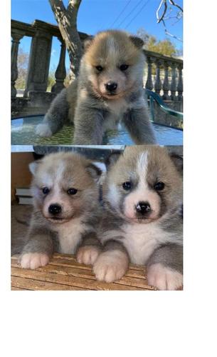 Japanska akita