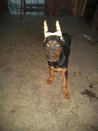Doberman stenad