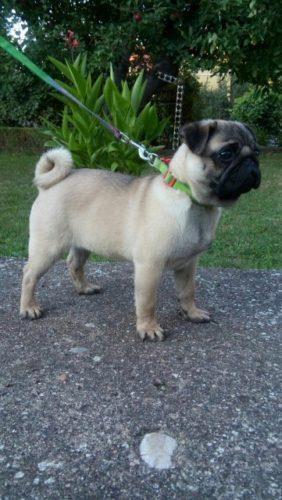 Mops
