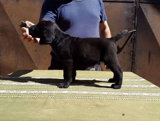 LABRADOR-RETRIVER-crni-stenci-od-odlicnih-roditelj