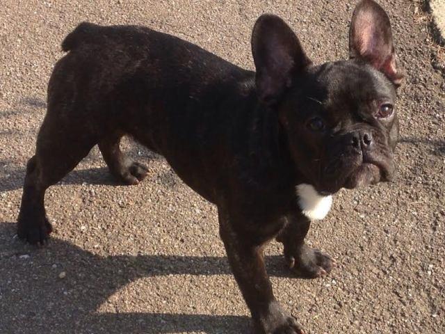 Francuski buldog 