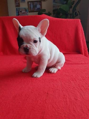Francuski buldog 