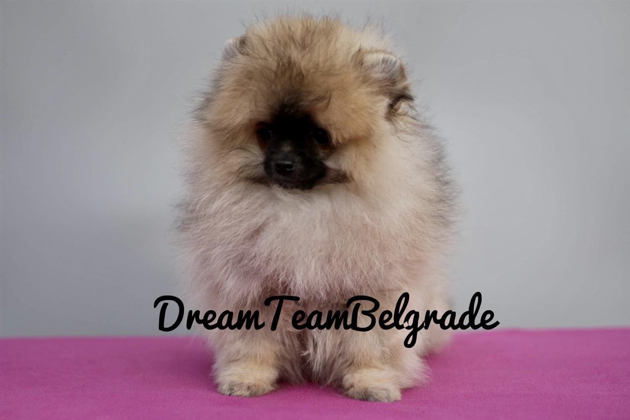 Pomeranac