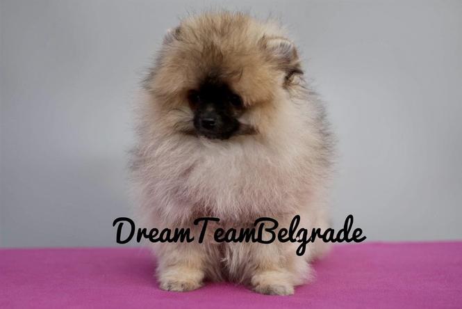 Pomeranac