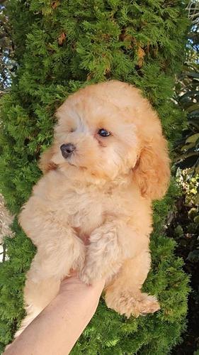 TeaCup Poodle vrlo citna zenkica svetli Apricot