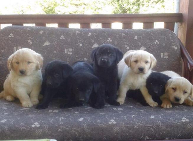 Labrador Retriver stenci