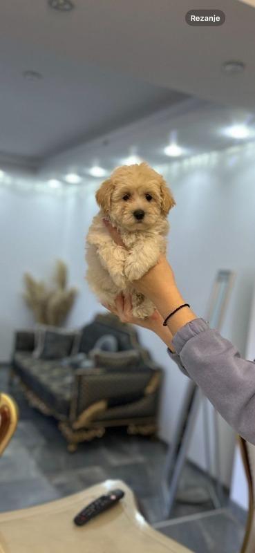 Maltipoo-vrhunske-genetike