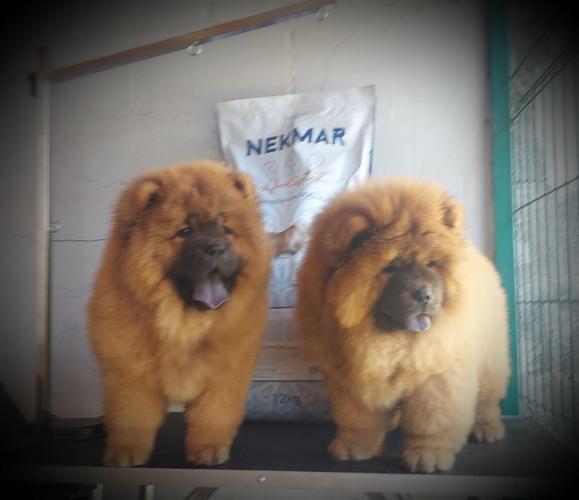 Chow Chow bebe traze nove vlasnike 