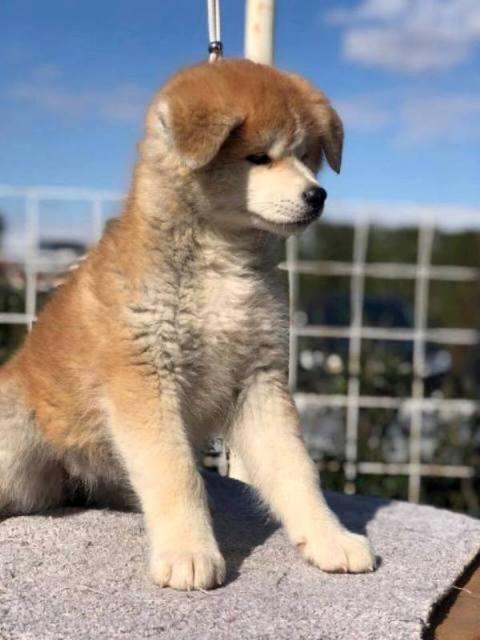 Akita-Inu--stenci
