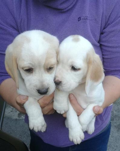 Dostupni su vrhunski beagle mladunci