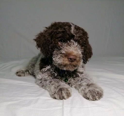 Lagotto-Romagnolo-stenci