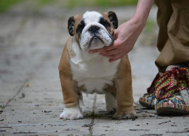 Engleski Buldog