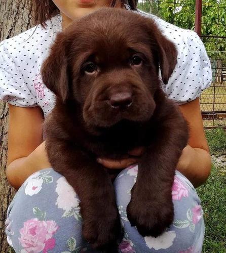Labrador retriver 