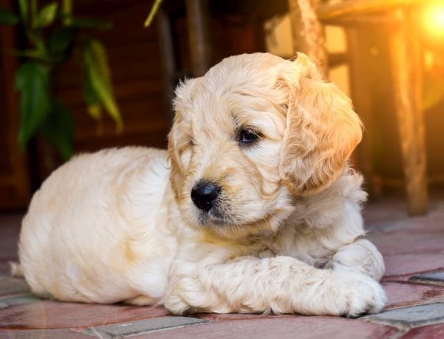 GOLDENDOODLE (designer dogs )