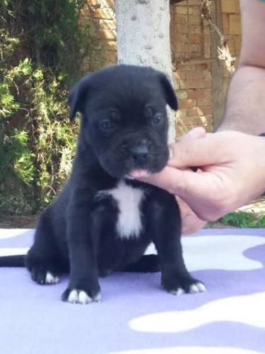 Cane Corso, štenci 