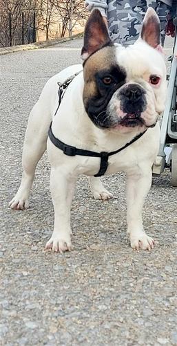 Francuski buldog