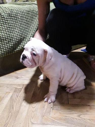 Engleski buldog 