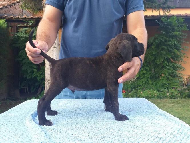 Cane corso stenci