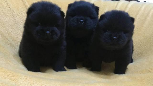Chow Chow, crni stenci