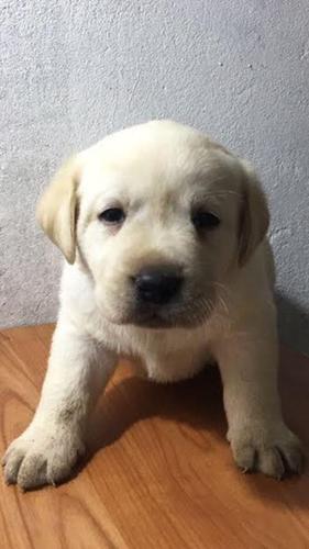 Labrador Retriver VRHUNSKI ŠTENCI