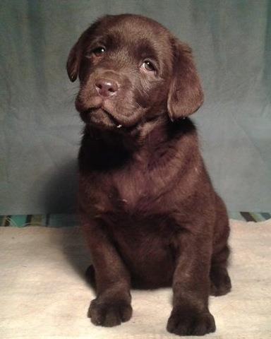 LABRADOR RETRIVER stenci iz vise kombinacija