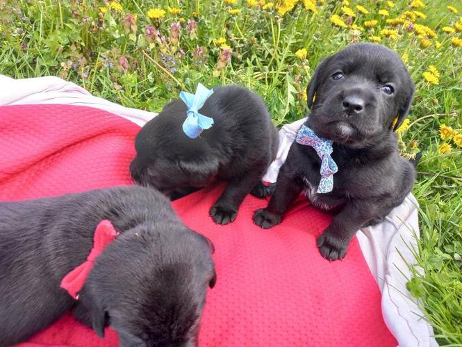 Labrador Retriver